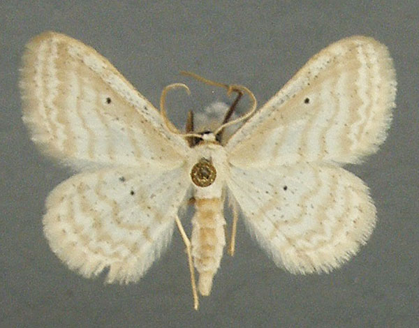 /filer/webapps/moths/media/images/Q/quadrifasciata_Scopula_AM_TMSA.jpg