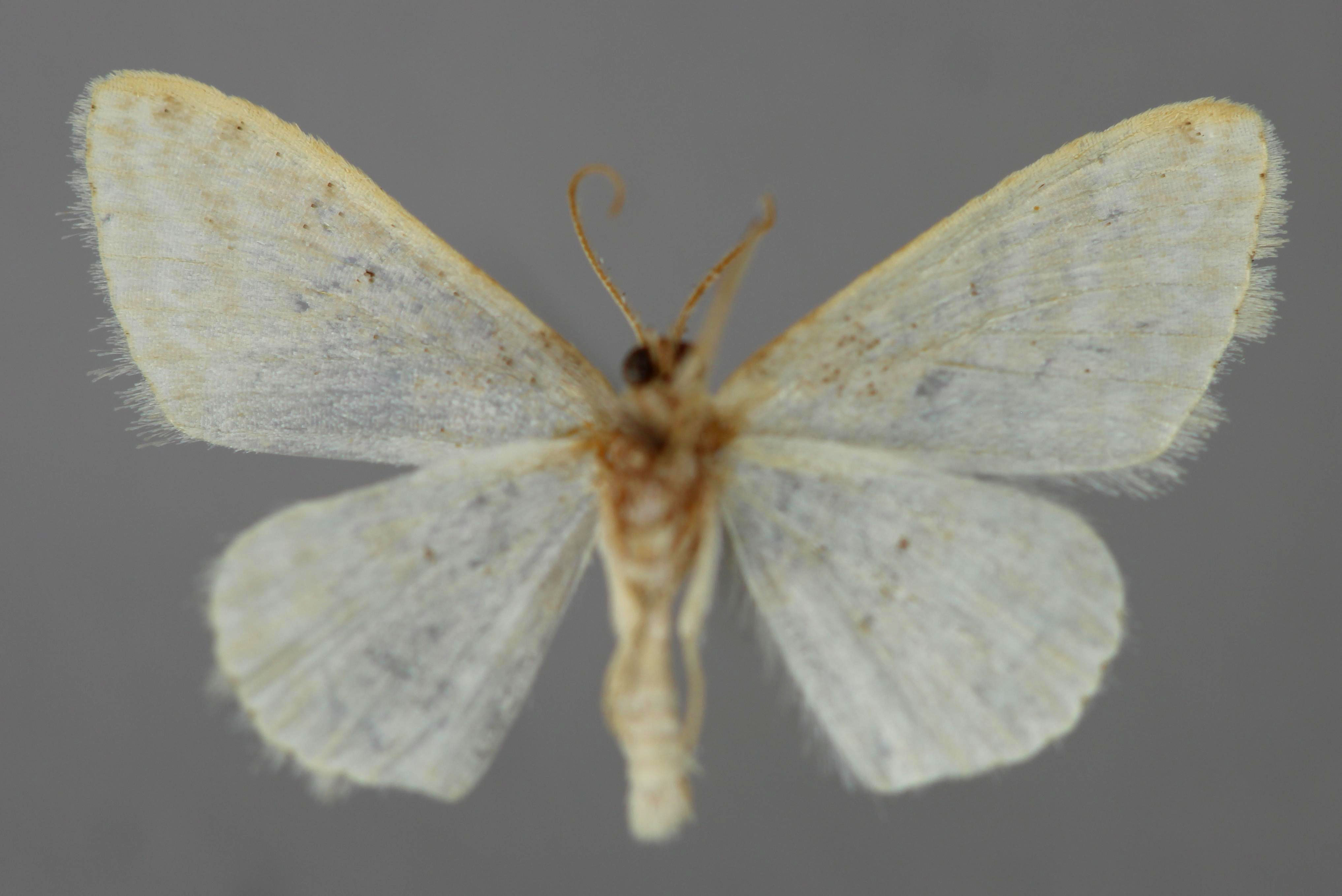 /filer/webapps/moths/media/images/Q/quadrifasciata_Scopula_A_ZSM_02.jpg