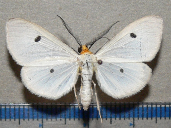 /filer/webapps/moths/media/images/Q/quadrigutta_Geodena_A_Goffa_01.jpg