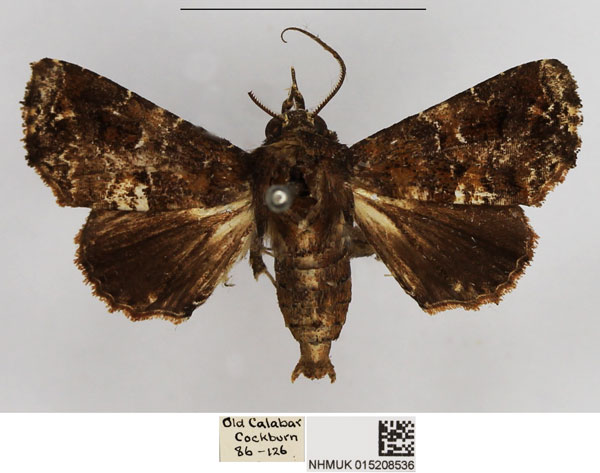 /filer/webapps/moths/media/images/Q/quadriliturata_Eutelia_AM_NHMUK.jpg