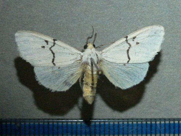 /filer/webapps/moths/media/images/Q/quadrilunata_Eyralpenus_A_Goff_03.jpg