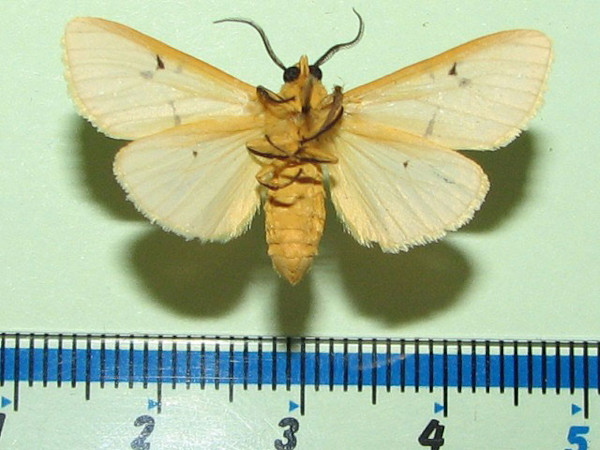 /filer/webapps/moths/media/images/Q/quadrilunata_Eyralpenus_A_Goffb_01.jpg
