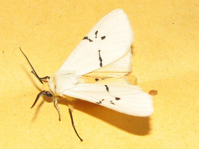 /filer/webapps/moths/media/images/Q/quadrilunata_Spilosoma_A_Goff_01.jpg