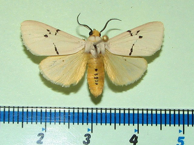 /filer/webapps/moths/media/images/Q/quadrilunata_Spilosoma_A_Goff_02.jpg