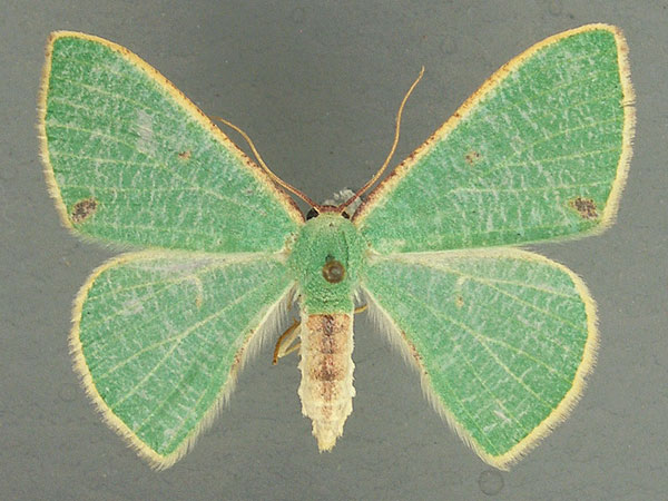 /filer/webapps/moths/media/images/Q/quadrimacula_Celidomphax_AF_TMSA.jpg