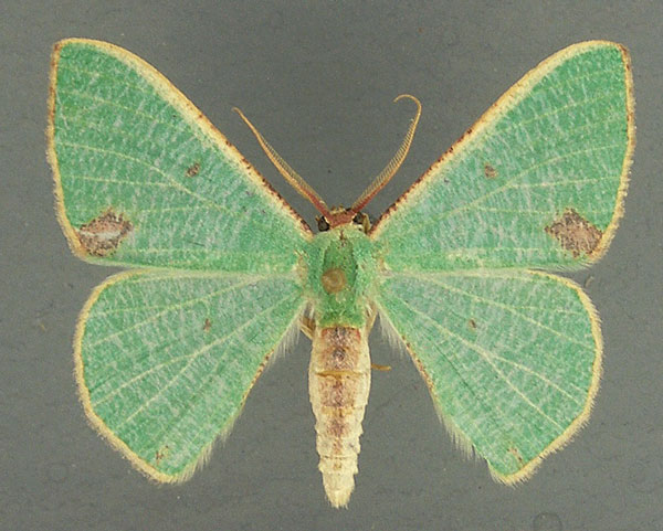 /filer/webapps/moths/media/images/Q/quadrimacula_Celidomphax_AM_TMSA.jpg
