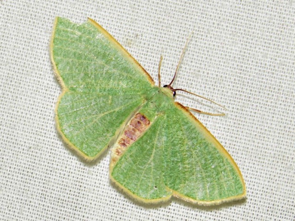 /filer/webapps/moths/media/images/Q/quadrimacula_Celidomphax_A_Braun.JPG