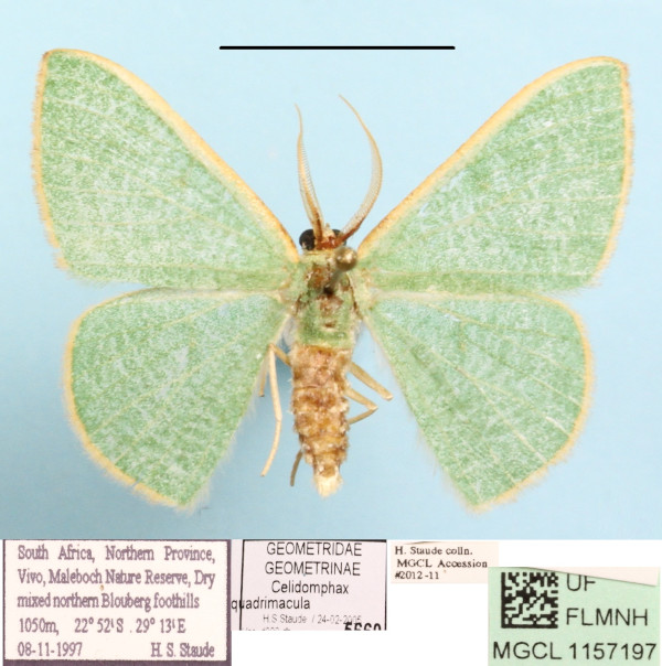 /filer/webapps/moths/media/images/Q/quadrimacula_Celidomphax_A_MGCLa_01.JPG