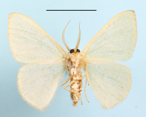 /filer/webapps/moths/media/images/Q/quadrimacula_Celidomphax_A_MGCLb_01.JPG