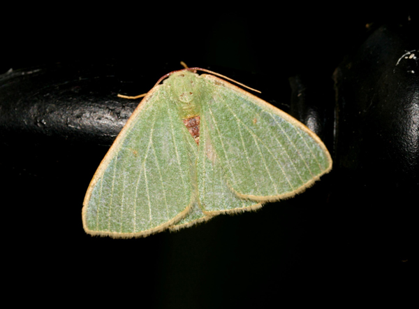 /filer/webapps/moths/media/images/Q/quadrimacula_Celidomphax_A_Roland_01.jpg