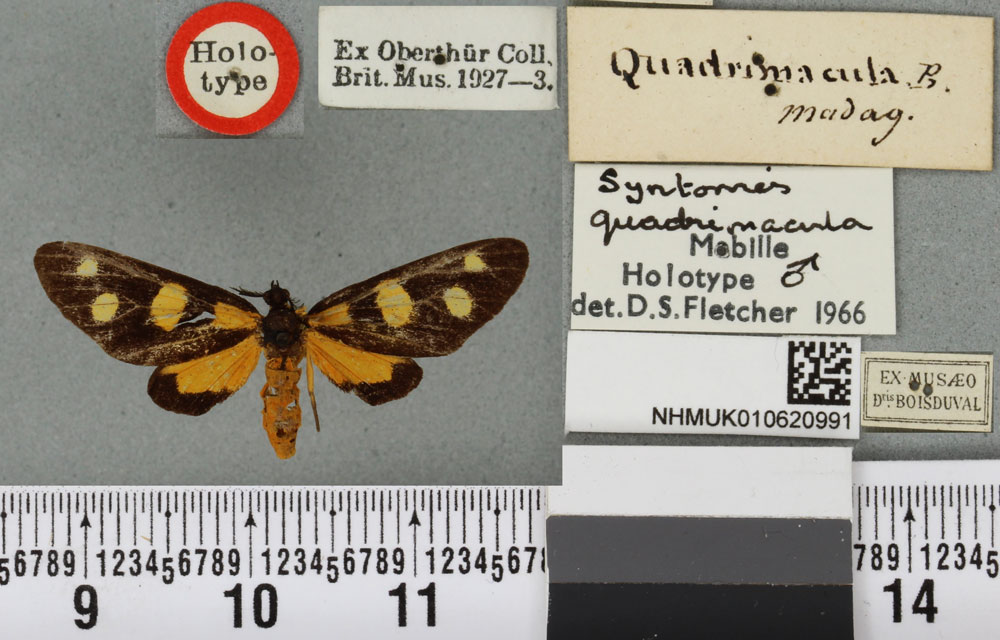 /filer/webapps/moths/media/images/Q/quadrimacula_Naclia_HT_BMNHa.jpg