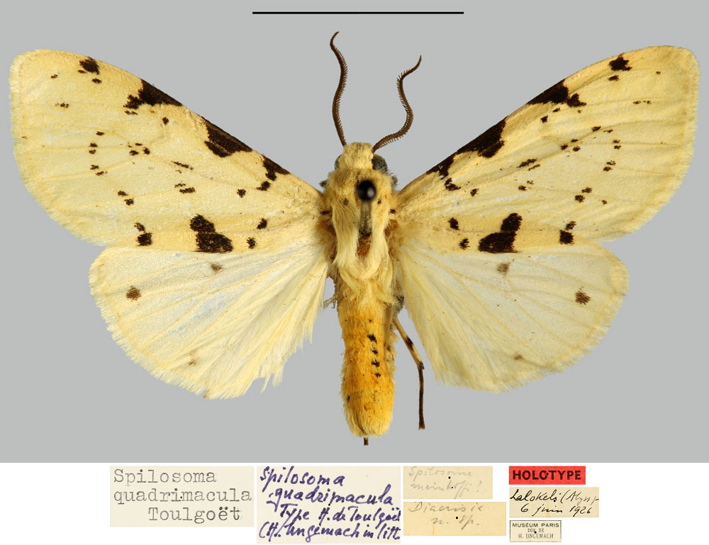 /filer/webapps/moths/media/images/Q/quadrimacula_Spilosoma_HT_MNHN.jpg