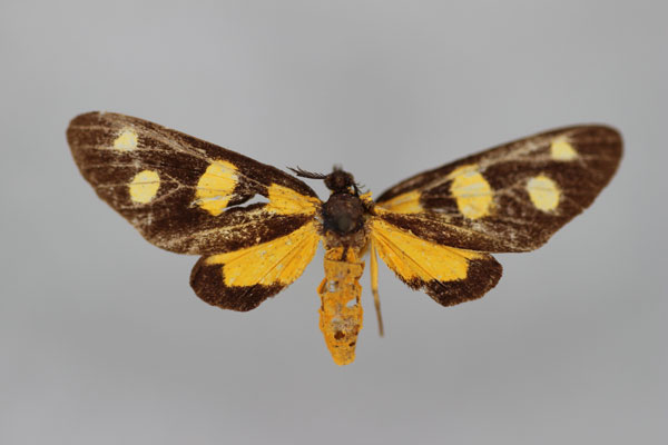 /filer/webapps/moths/media/images/Q/quadrimacula_Thyrosticta_HT_BMNH.jpg