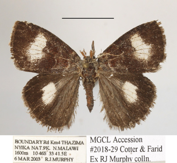 /filer/webapps/moths/media/images/Q/quadrimaculata_Aroa_A_MGCLa_01.JPG