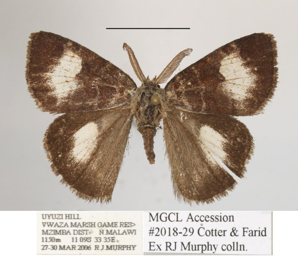 /filer/webapps/moths/media/images/Q/quadrimaculata_Aroa_A_MGCLa_02.JPG