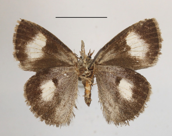 /filer/webapps/moths/media/images/Q/quadrimaculata_Aroa_A_MGCLb_01.JPG