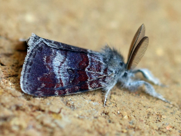 /filer/webapps/moths/media/images/Q/quadrimaculata_Aroa_A_Voaden.JPG