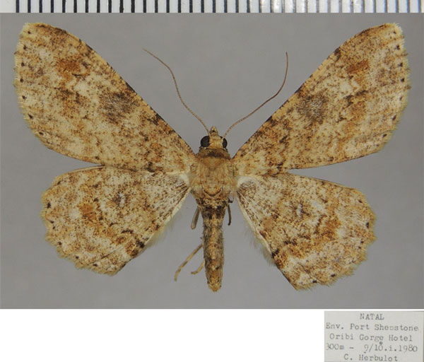 /filer/webapps/moths/media/images/Q/quadrimaculata_Cleora_AF_ZSM.jpg