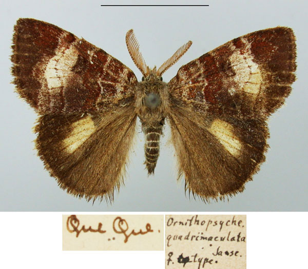 /filer/webapps/moths/media/images/Q/quadrimaculata_Ornithopsyche_HT_TMSA_GLuRrpe.jpg