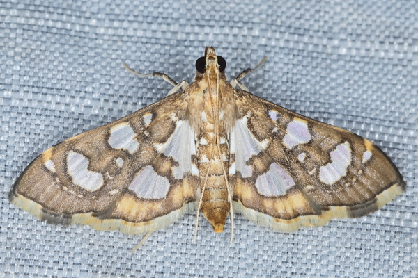 /filer/webapps/moths/media/images/Q/quadrinalis_Glyphodella_A_Heyns_02.JPG