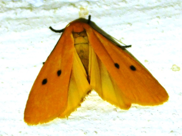 /filer/webapps/moths/media/images/Q/quadrinotata_Pseudocragia_A_Grobler_02.jpg