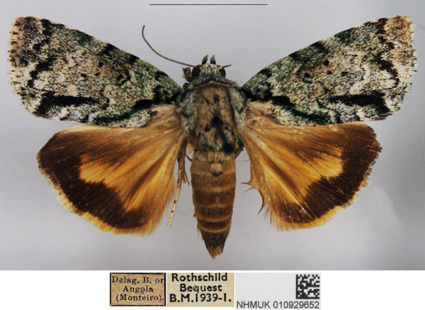 /filer/webapps/moths/media/images/Q/quadripuncta_Blenina_AF_NHMUK.jpg