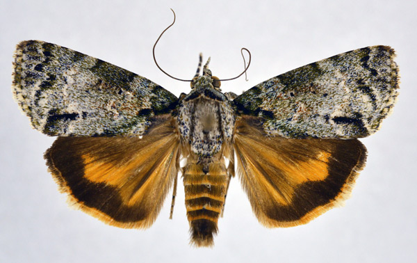 /filer/webapps/moths/media/images/Q/quadripuncta_Blenina_AM_NHMO_01.jpg