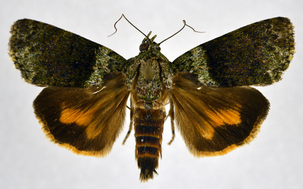 /filer/webapps/moths/media/images/Q/quadripuncta_Blenina_AM_NHMO_02.jpg