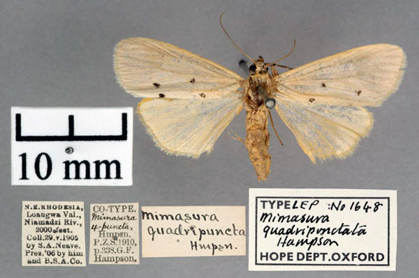/filer/webapps/moths/media/images/Q/quadripuncta_Mimasura_PT_OUMNH_01.jpg