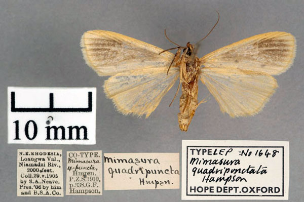 /filer/webapps/moths/media/images/Q/quadripuncta_Mimasura_PT_OUMNH_02.jpg