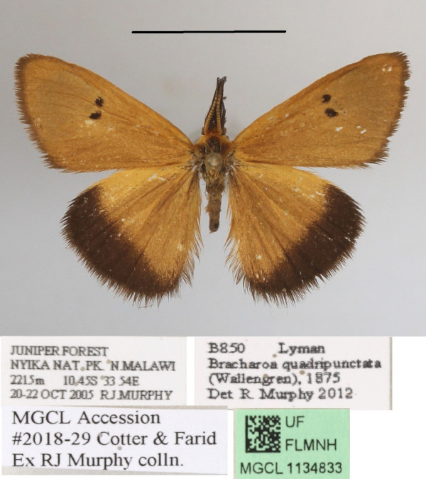 /filer/webapps/moths/media/images/Q/quadripunctata_Bracharoa_A_MGCLa_02.jpg