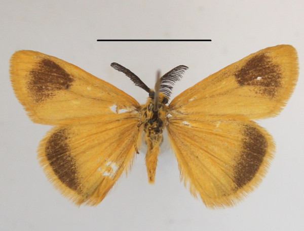 /filer/webapps/moths/media/images/Q/quadripunctata_Bracharoa_A_MGCLb_01.jpg