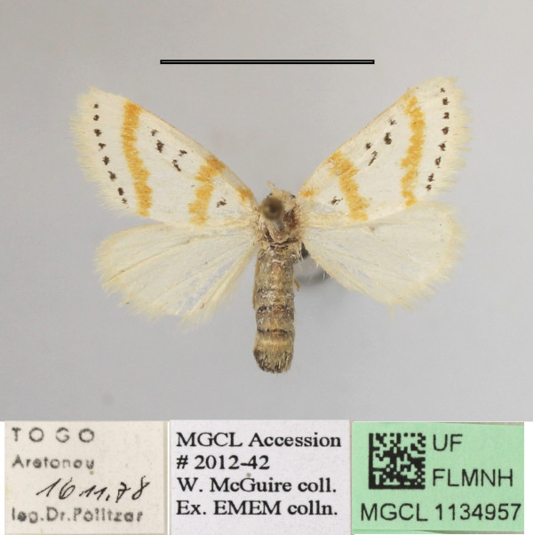 /filer/webapps/moths/media/images/Q/quadripunctata_Lacipa_AF_MGCLa_04.JPG