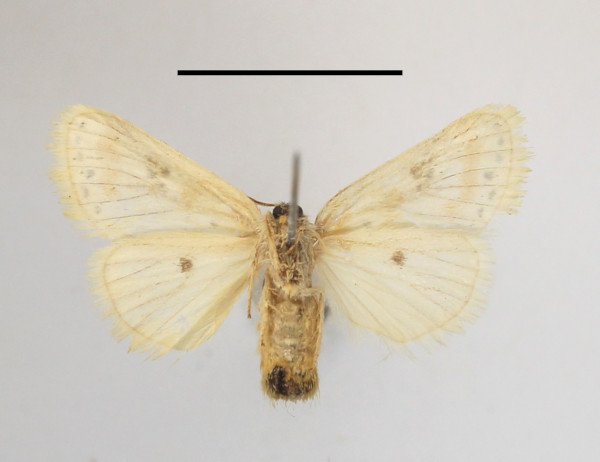 /filer/webapps/moths/media/images/Q/quadripunctata_Lacipa_AF_MGCLb_02.JPG