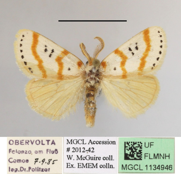 /filer/webapps/moths/media/images/Q/quadripunctata_Lacipa_AM_MGCLa_03.JPG