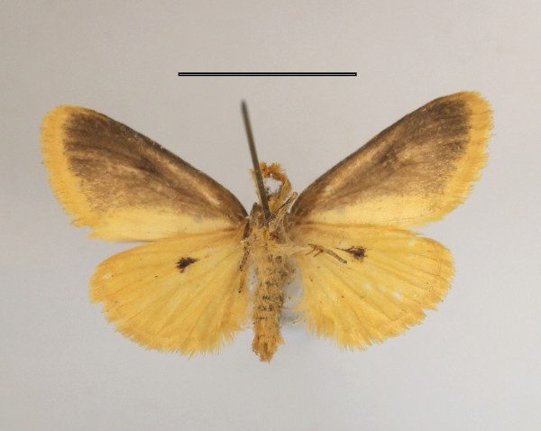/filer/webapps/moths/media/images/Q/quadripunctata_Lacipa_AM_MGCLb_01.JPG