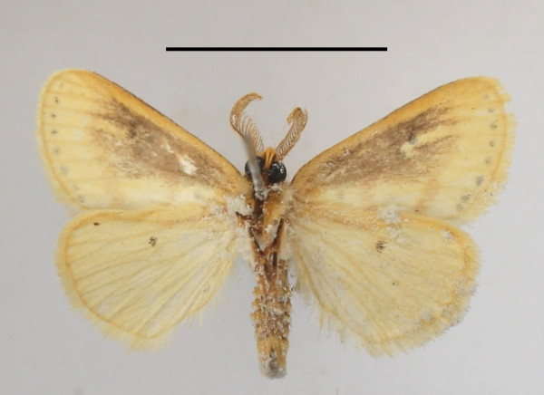 /filer/webapps/moths/media/images/Q/quadripunctata_Lacipa_AM_MGCLb_03.JPG