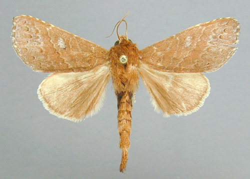 /filer/webapps/moths/media/images/Q/quadripunctata_Scranciola_A_RMCA_01.jpg