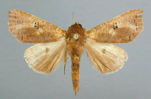 /filer/webapps/moths/media/images/Q/quadripunctata_Scranciola_A_RMCA_02.jpg