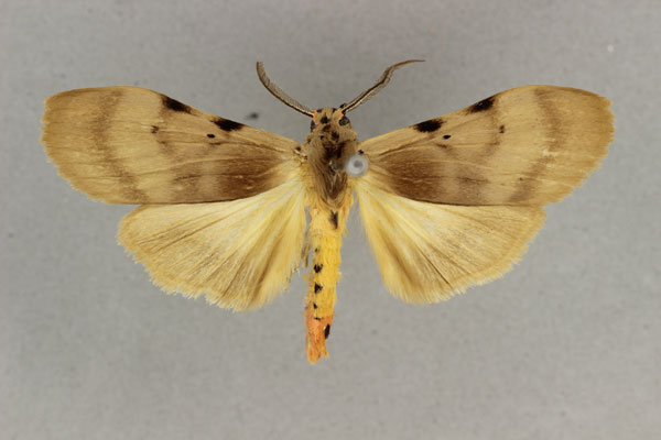 /filer/webapps/moths/media/images/Q/quadripunctata_Stenarctia_AM_BMNH.jpg