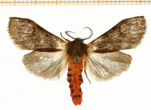 /filer/webapps/moths/media/images/Q/quadripunctata_Stenarctia_AM_DePrins.jpg
