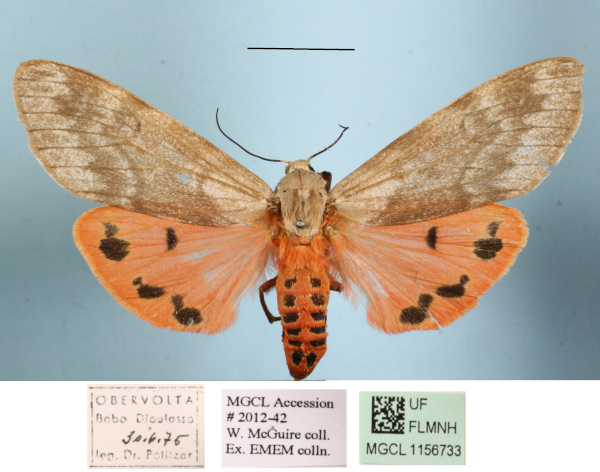 /filer/webapps/moths/media/images/Q/quadripunctata_Teracotona_AF_MGCLa_02.JPG