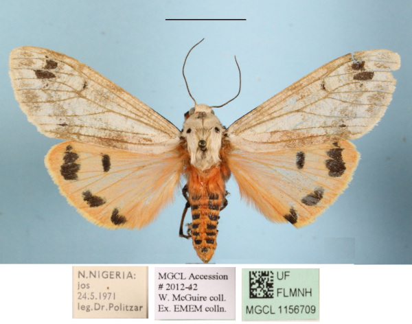 /filer/webapps/moths/media/images/Q/quadripunctata_Teracotona_AF_MGCLa_03.JPG