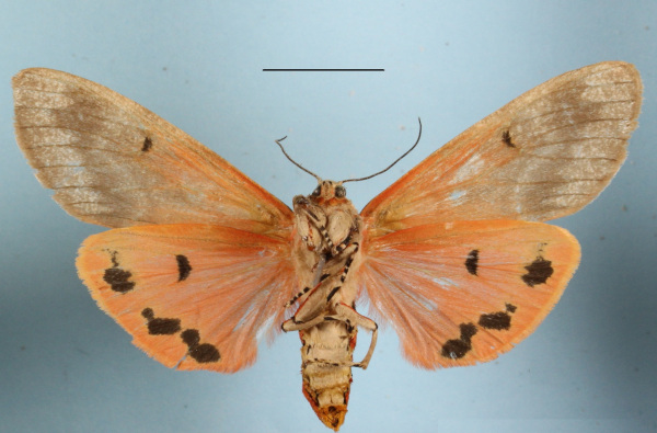 /filer/webapps/moths/media/images/Q/quadripunctata_Teracotona_AF_MGCLb_02.JPG