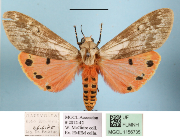 /filer/webapps/moths/media/images/Q/quadripunctata_Teracotona_AM_MGCLa_01.JPG