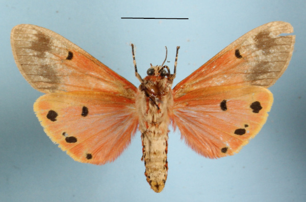 /filer/webapps/moths/media/images/Q/quadripunctata_Teracotona_AM_MGCLb_01.JPG