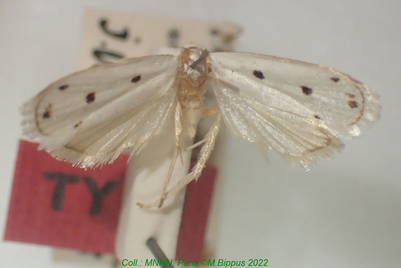 /filer/webapps/moths/media/images/Q/quadripunctella_Cryptolechia_HT_MNHN.jpg