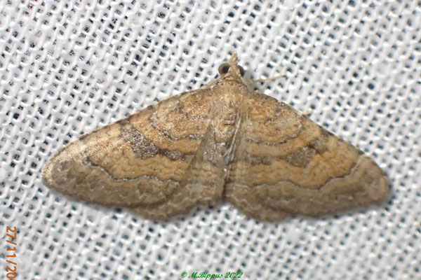 /filer/webapps/moths/media/images/Q/quadrisecta_Orthonama_AM_Bippus.jpg