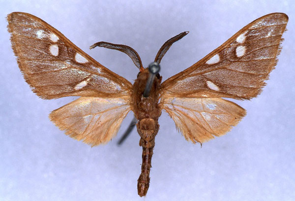 /filer/webapps/moths/media/images/Q/quadrisignatula_Pseudothyres_HT_ZMHB_01.jpg