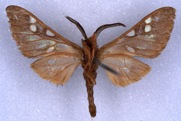 /filer/webapps/moths/media/images/Q/quadrisignatula_Pseudothyres_HT_ZMHB_02.jpg